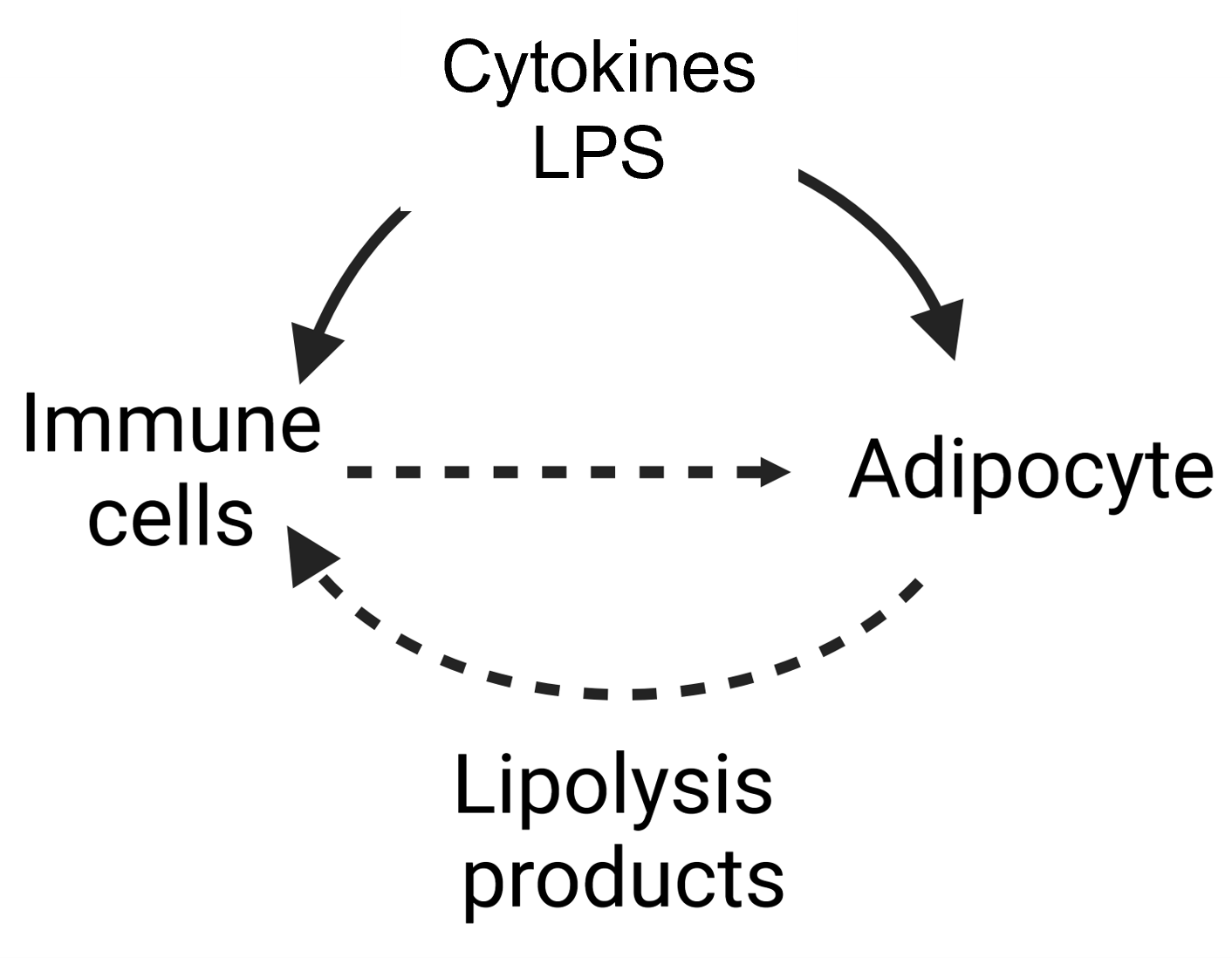 immune cell adipocyte interaction